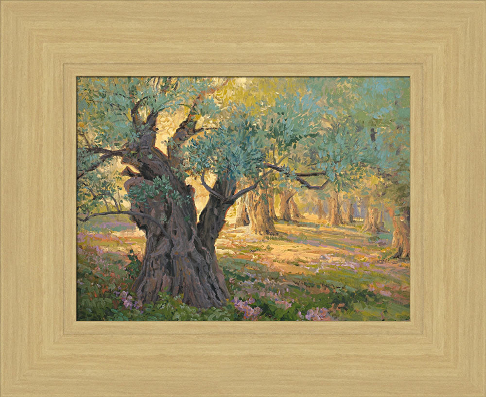 Olive trees in the garden of Gethsemane with light shinning through. Art 15