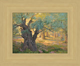 Olive trees in the garden of Gethsemane with light shinning through. Art 15