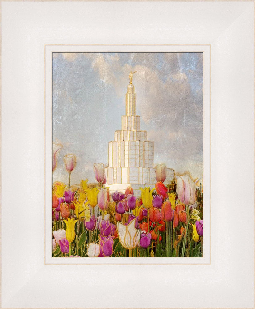 Idaho Falls Temple - Tulips by Mandy Jane Williams