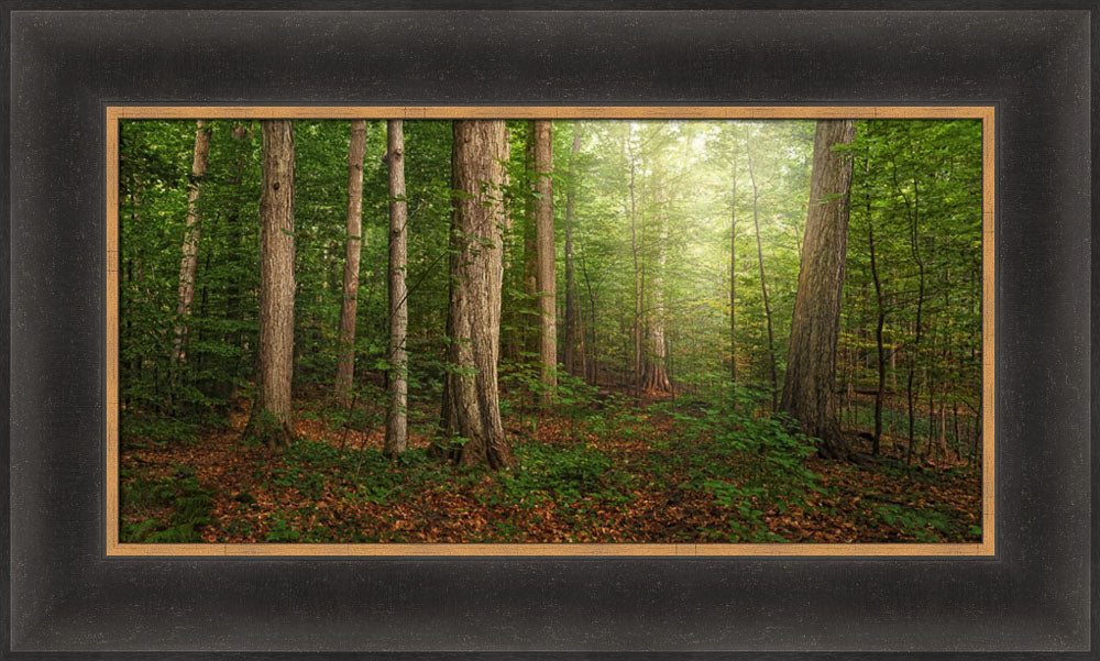 Sacred Grove - panoramic by Robert A Boyd