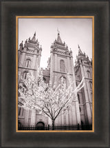 Salt Lake Temple - Flowering Tree by Scott Jarvie