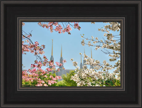 Washington DC Temple - Spring Flower View by Kyle Woodbury