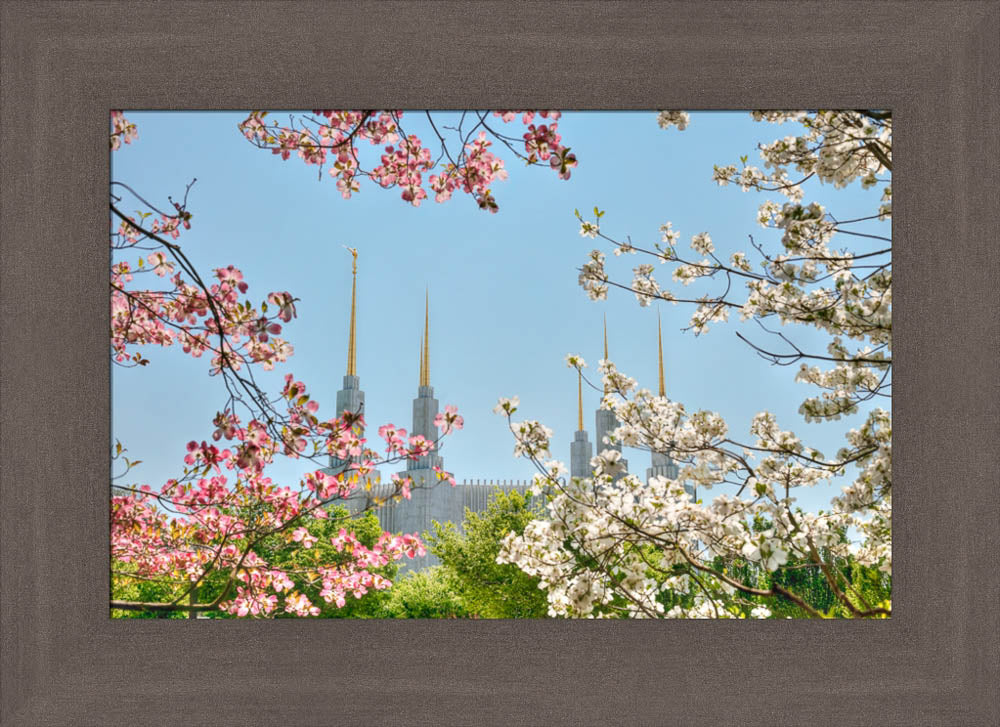 Washington DC Temple - Spring Flower View by Kyle Woodbury