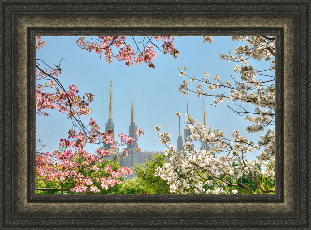 Washington DC Temple - Spring Flower View by Kyle Woodbury