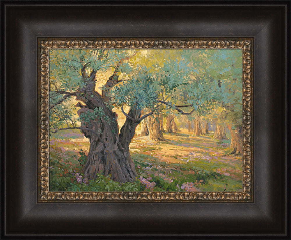 Olive trees in the garden of Gethsemane with light shinning through. Art 6