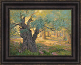 Olive trees in the garden of Gethsemane with light shinning through. Art 14