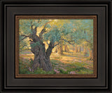 Olive trees in the garden of Gethsemane with light shinning through. Art 10