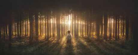 Young Joseph Smith kneeling in a grove of trees with light shining through. 