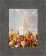 Idaho Falls Temple - Tulips by Mandy Jane Williams