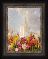 Idaho Falls Temple - Tulips by Mandy Jane Williams