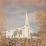 St. Louis Temple - Bluebells