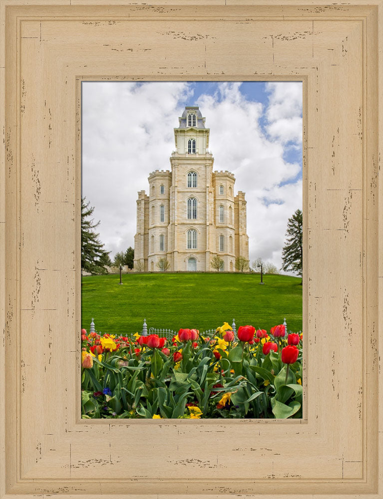 Manti Temple - Tulips and Grass by Robert A Boyd