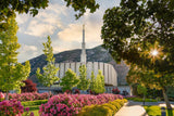 Provo Temple - Pink Roses by Robert A Boyd