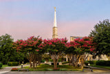 Dallas Temple - Flowering Trees by Robert A Boyd