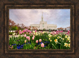 Bountiful Temple - Pink and Yellow Tulips by Robert A Boyd