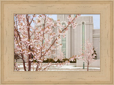 Mt Timpanogos Temple - Cherry Blossoms by Robert A Boyd