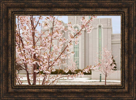 Mt Timpanogos Temple - Cherry Blossoms by Robert A Boyd