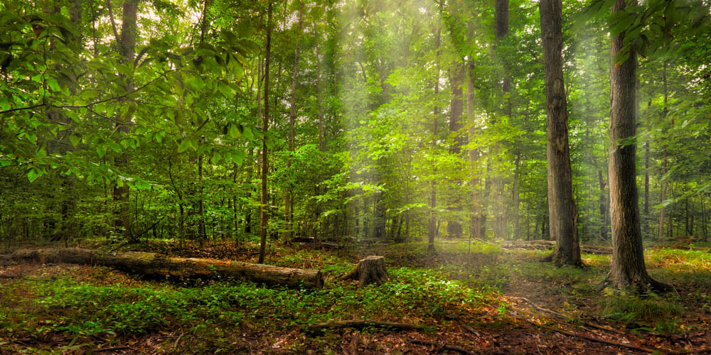 Light shining down of forest of green trees