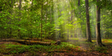 Light shining down of forest of green trees