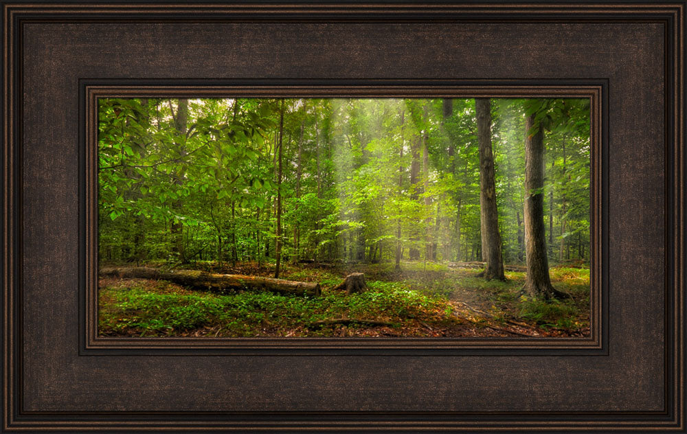 Sacred Grove - Radiant Beams by Robert A Boyd