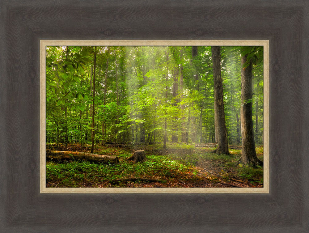 Sacred Grove - Radiant Beams by Robert A Boyd