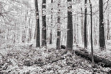 Grove of Trees black and white.