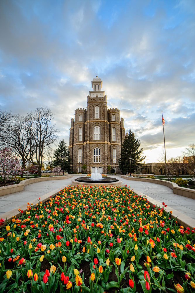 Logan Temple - Tulips by Scott Jarvie