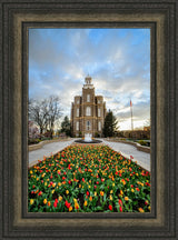 Logan Temple - Tulips by Scott Jarvie