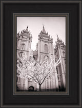 Salt Lake Temple - Flowering Tree by Scott Jarvie