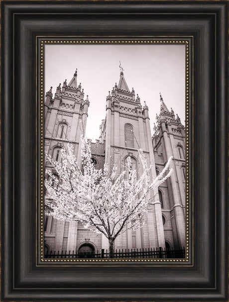 Salt Lake Temple - Flowering Tree by Scott Jarvie