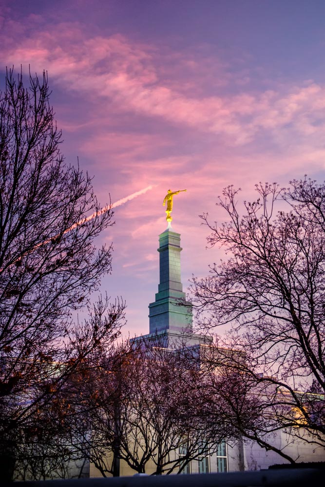 Fresno Temple - Through the Trees by Scott Jarvie