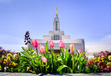 Draper Temple - Tulips by Scott Jarvie