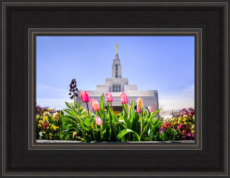 Draper Temple - Tulips by Scott Jarvie