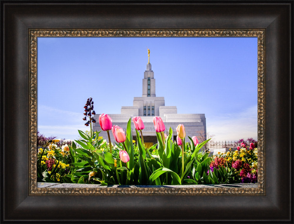 Draper Temple - Tulips by Scott Jarvie