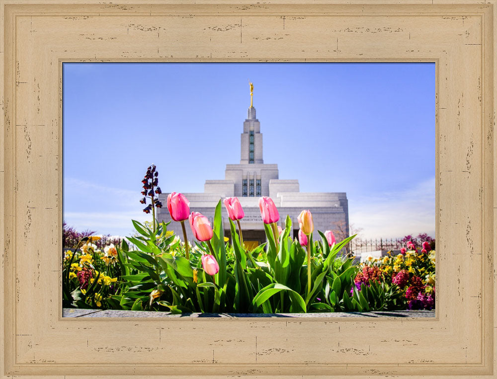 Draper Temple - Tulips by Scott Jarvie