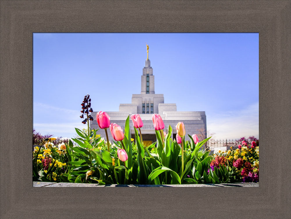 Draper Temple - Tulips by Scott Jarvie