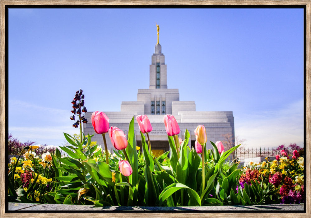 Draper Temple - Tulips by Scott Jarvie