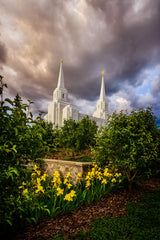 Brigham City Temple -Yellow Flowers by Scott Jarvie